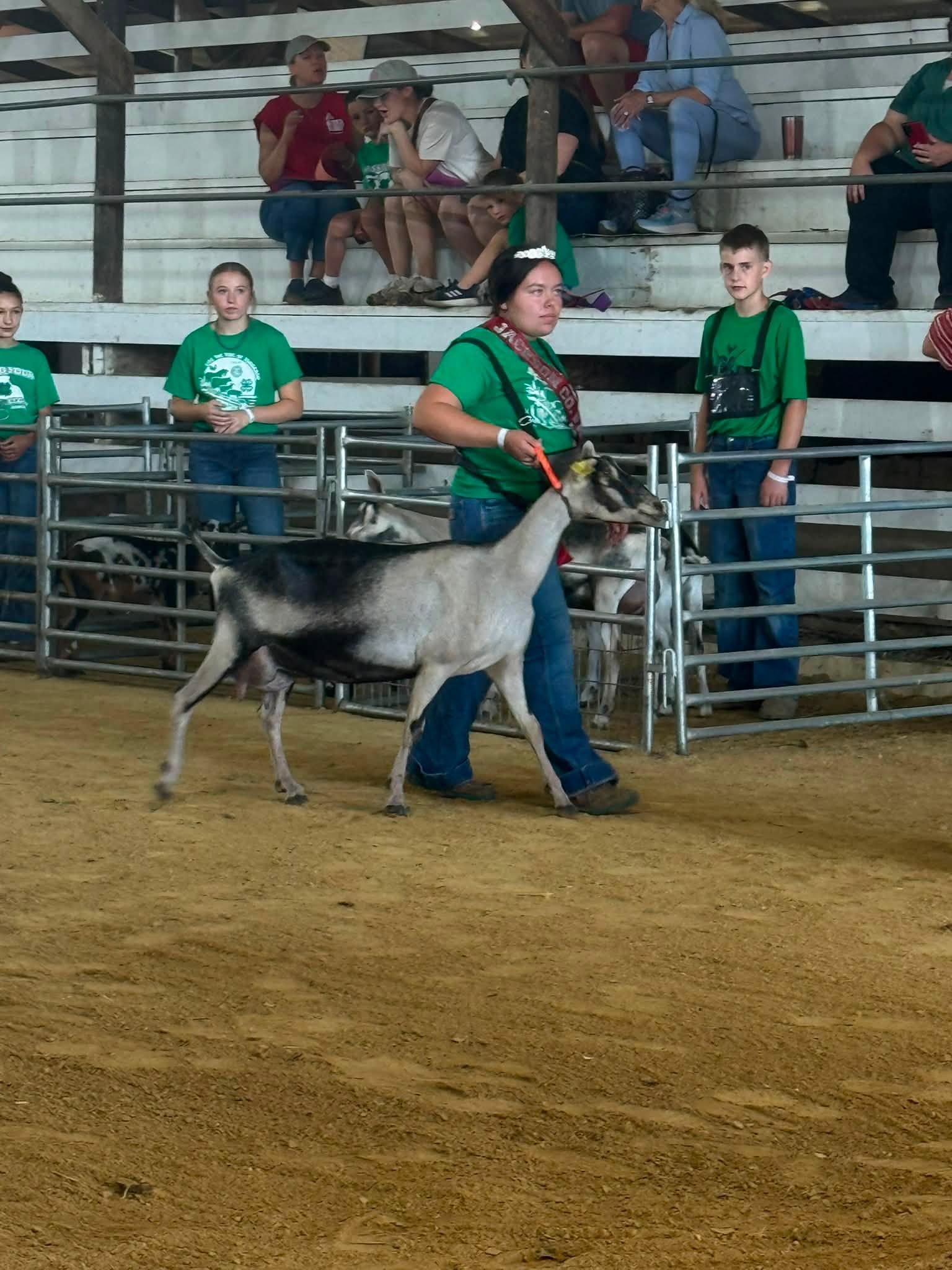 An exhibitor in a green shirt leads a goat around a show ring while others watch from bleachers.