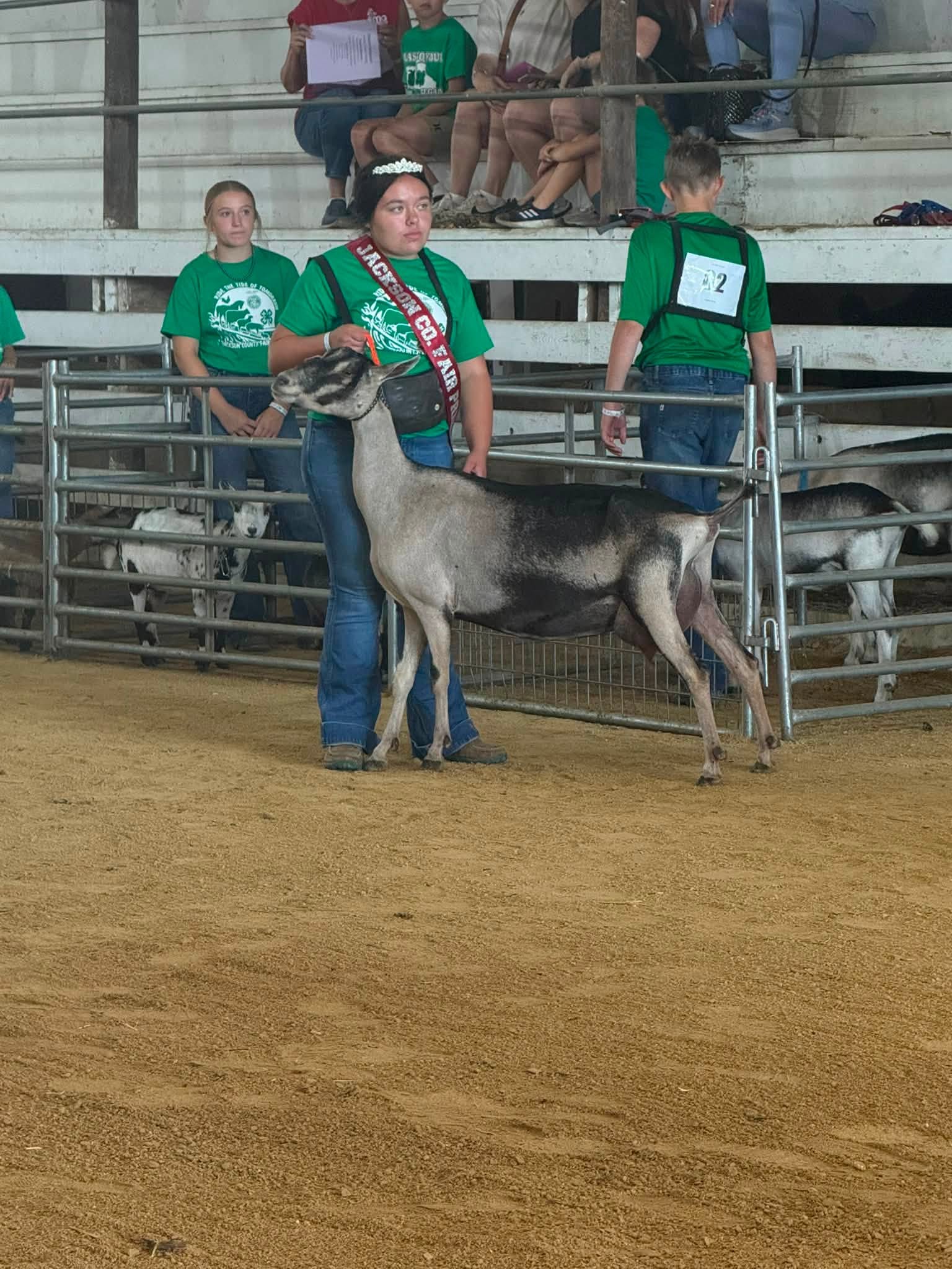 An exhibitor wearing a sash stands with a goat in the show ring.