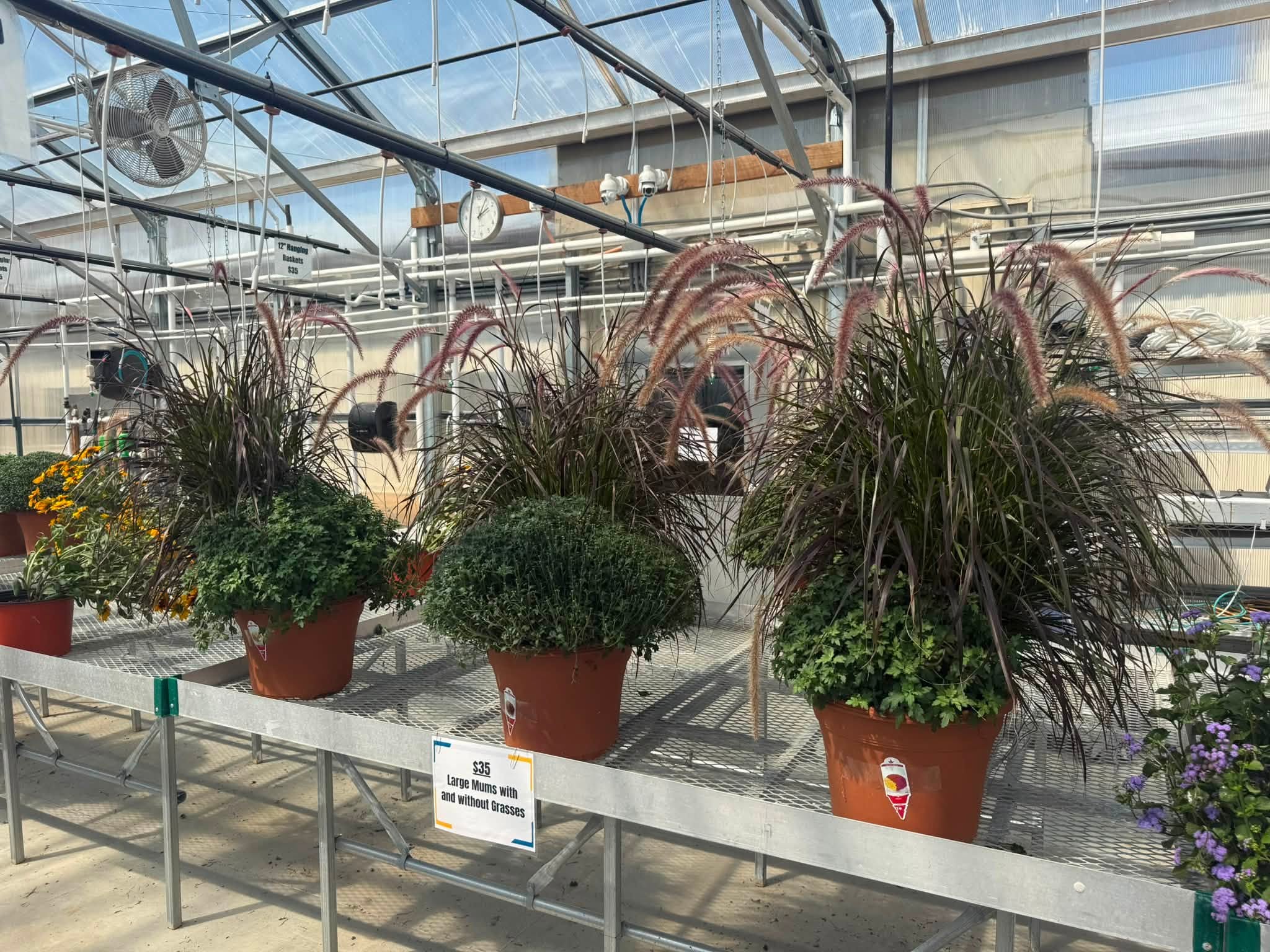 Ornamental grasses and potted plants on a greenhouse bench.