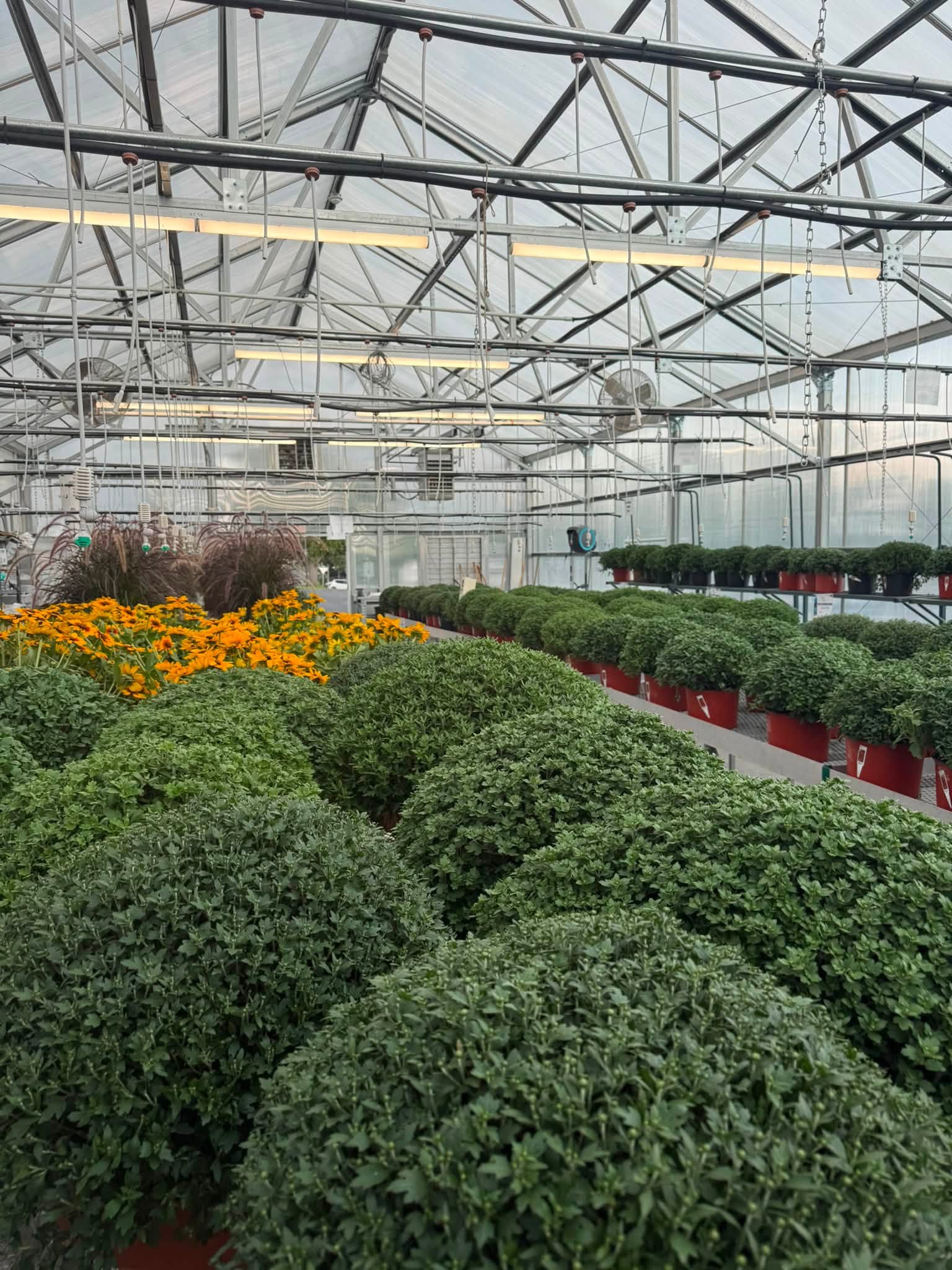 Rows of potted mums with orange flowers at the far end of a greenhouse bench.