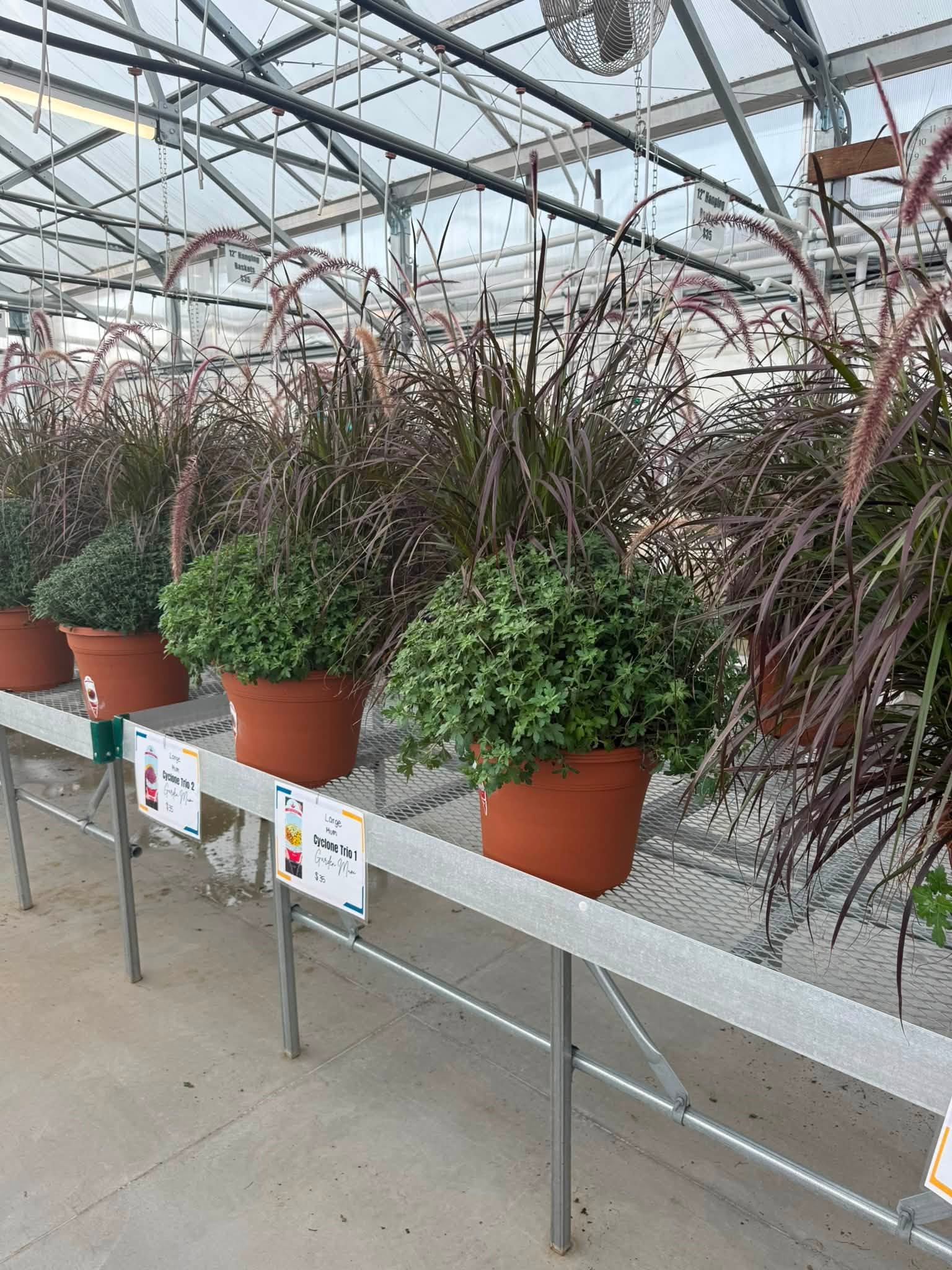 Potted mums and ornamental grasses on a greenhouse bench.