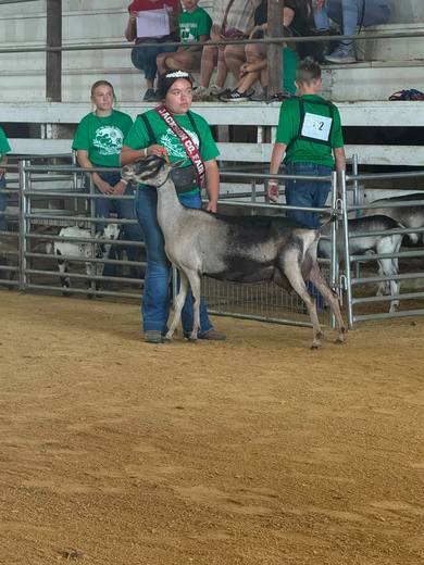 An exhibitor wearing a sash stands with a goat in the show ring.