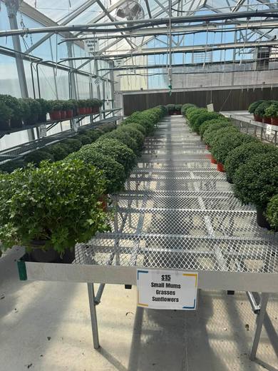 Tall ornamental grasses and flowering plants on greenhouse benches with price signs.