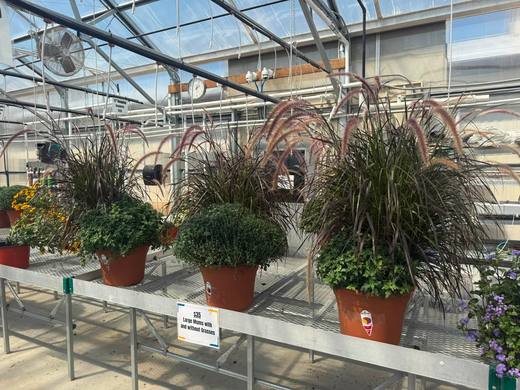 Ornamental grasses and potted plants on a greenhouse bench.