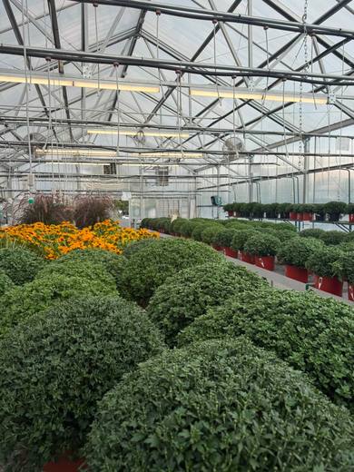 Rows of potted mums with orange flowers at the far end of a greenhouse bench.