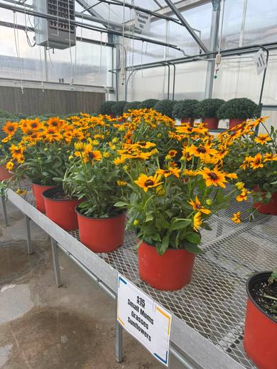 Orange black-eyed Susans in red pots on a greenhouse bench.
