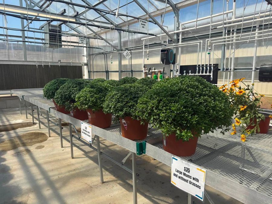 Rows of potted mums on greenhouse benches.